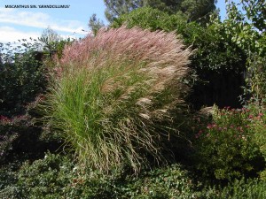 Miscanthus sinensis 'Gracillimus' 6